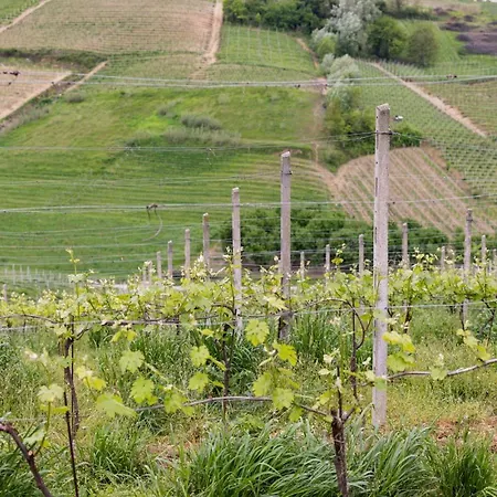 别墅 Slow Barbara - Wine Estate With Private Pool, Air Conditioning And Panoramic Views On Castle And Vineyards