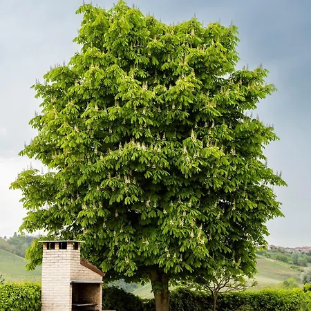 Barbara - Slow Wine Estate With Private Pool, Air Conditioning And Panoramic Views On Wineyards Villa Canale