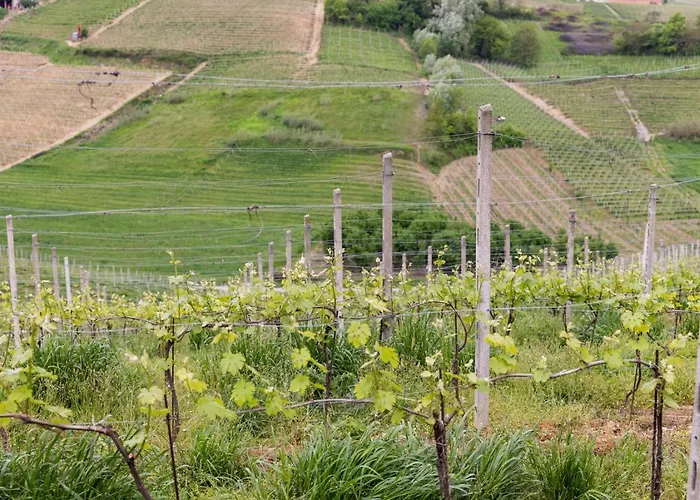 Villa Barbara - Slow Wine Estate With Private Pool, Air Conditioning And Panoramic Views On Wineyards