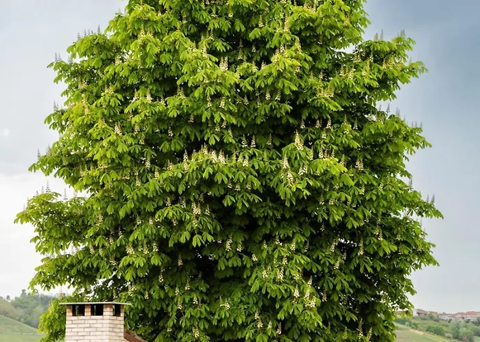 Barbara - Slow Wine Estate With Private Pool, Air Conditioning And Panoramic Views On Wineyards Villa Canale